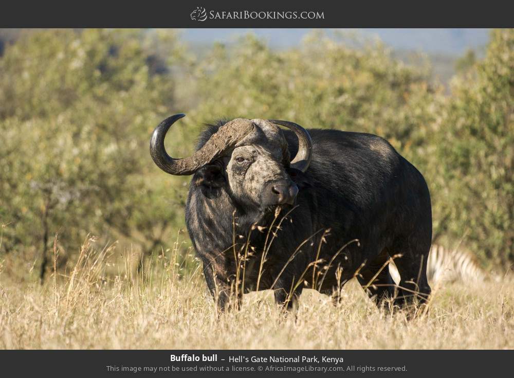 5-Day Nakuru Naivasha Masai Mara Kenya Budget Safari