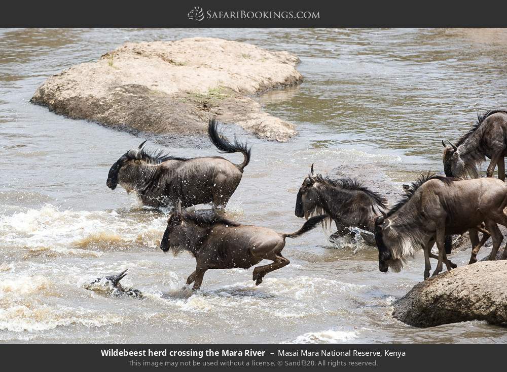 3-Day Basecamp Maasai Mara Safari by Tazama