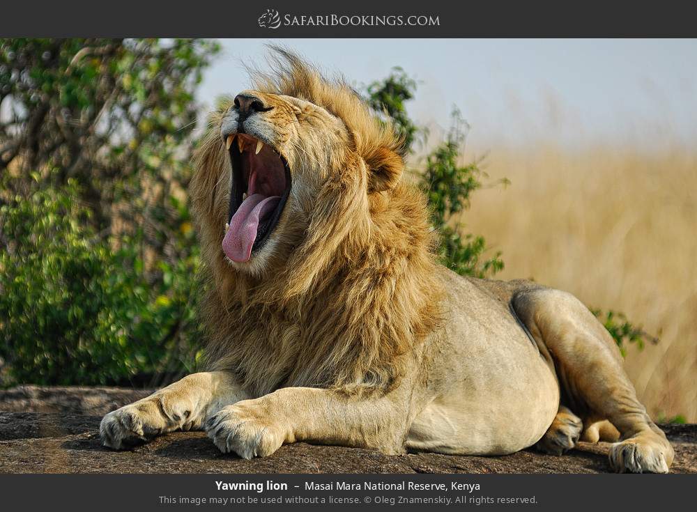 4-Day Magnificent Lake Nakuru Masai Mara Luxury Safari Offered By: Estleon Adventures