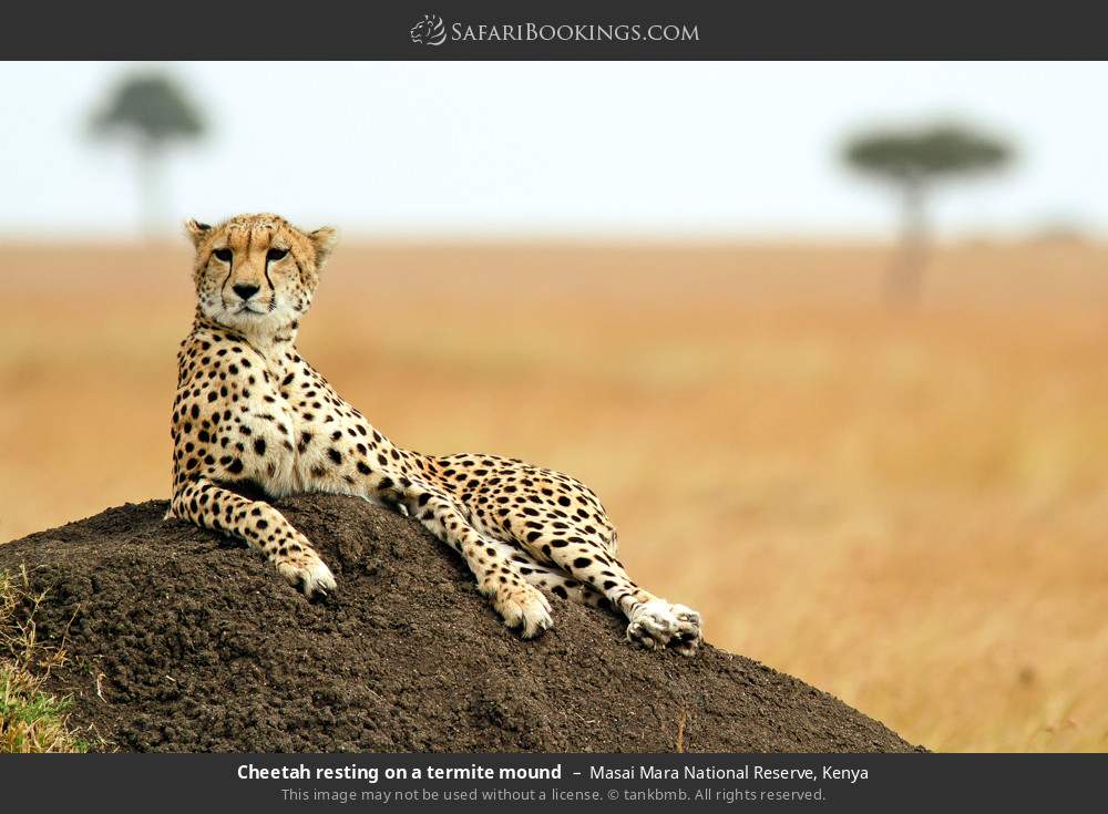 6-Day Mid-Range Tour- Masai Mara, Lake Nakuru & Amboseli Offered By: Iyana Africa Tours and Safaris